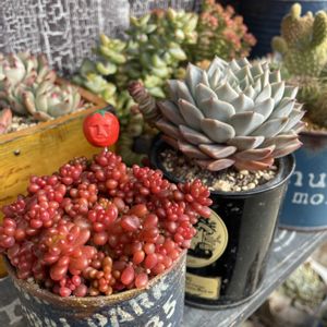 レッドベリー,ティッピー,ビアンテ,エケベリア　ブーケ,多肉植物の画像