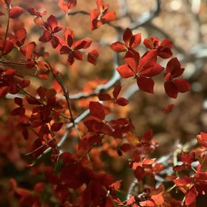 昭和記念公園,ライトアップ,花のある暮らし,植物のある暮らし,おうち多肉の画像
