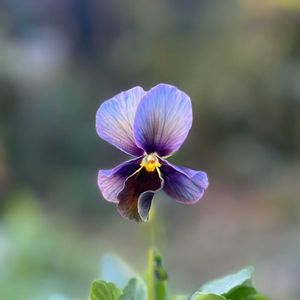 パンジー・ビオラ,神戸べっぴんさんビオラ,幻夢,神戸べっぴんさんビオラ 幻夢,寄せ植えの画像