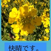 ナンテン,ナンテン,菜の花,ミニバラ,ミニバラの画像