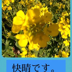 ナンテン,ナンテン,菜の花,ミニバラ,ミニバラの画像