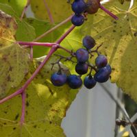 ノブドウの画像