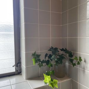 ヘデラ,アイビー,多肉植物,観葉植物,植物のある暮らしの画像