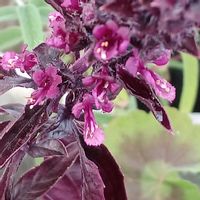 バジル,簡易ビニール温室の画像