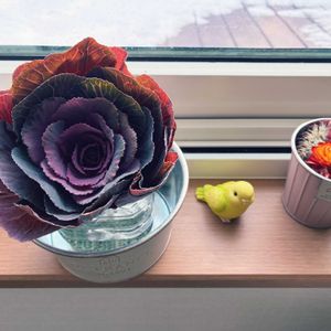 葉牡丹,葉牡丹,切り花,北海道,札幌の画像