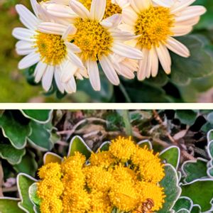 イソギク,ハナイソギク,花のある暮らし,今日のお花,かわいいお花の画像