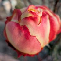 バラ,薔薇♪,バラ色の人生,ばら バラ 薔薇,ドイツコルデス作出の画像