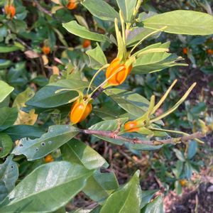 クチナシの画像