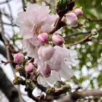 マユミ,ロウバイ,葉牡丹,ジュウガツザクラの画像