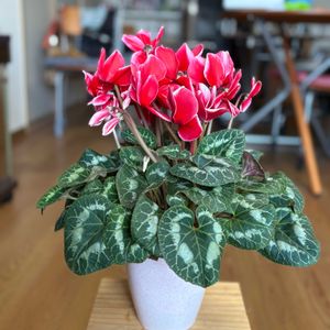 シクラメン,窓辺の癒し,葉の色落ちの画像