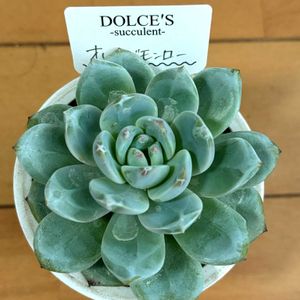 オレンジモンロー,多肉植物,多肉大好き,多肉中毒,アパートの画像