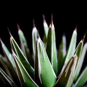 アガベ　笹の雪,多肉植物,アガベ属,毎月16日は色の日,テラスの画像