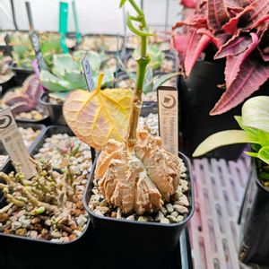 マテレア シクロフィラ,マテレア シクロフィラ,植物棚の画像