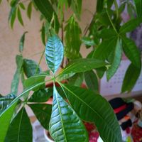 パキラ,パキラ,パキラ,手作り雑貨,手作りリースの画像