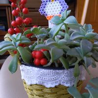 朧月,赤南天の実,和室の画像