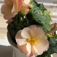 フォーチュンベゴニア,フォーチュンベゴニア,球根ベゴニア,リビング,かわいい♡の画像