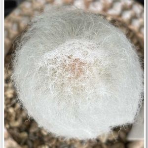 葉挿しっ子,いつもありがとうございます♡(ᴗ̤ .̮ ᴗ̤ )₎₎,フワフワもふもふのサボテンの画像