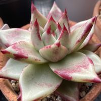 エケベリア,多肉植物の画像