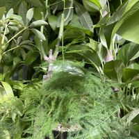 アスパラガス,観葉植物,100均産 ,ワッツ産の画像