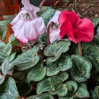 シクラメン,風除室の画像