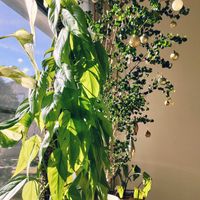 観葉植物,インドアグリーン,葉っぱ好き,みどりのある暮らし,みどりに癒されるの画像