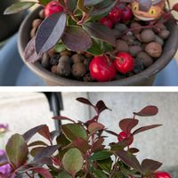 ガーデンシクラメン,チェッカーベリー,真っ赤な火曜日,毎月16日はトトロの日の画像