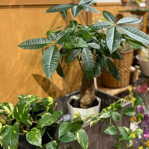 パキラ,アイビー,ドライフラワーいろいろ,牧草ロール,牧草ロールの画像