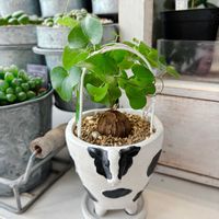 アフリカ亀甲竜,癒し,グリーンのある暮らし,インテリアグリーン,北海道の画像