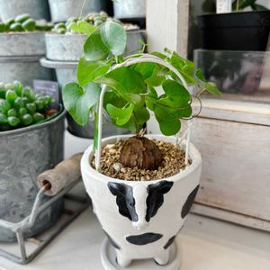 アフリカ亀甲竜,癒し,グリーンのある暮らし,インテリアグリーン,北海道の画像