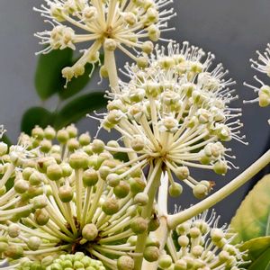 ヤツデ,八手(やつで),花のある暮らし,植中毒,花自慢の画像