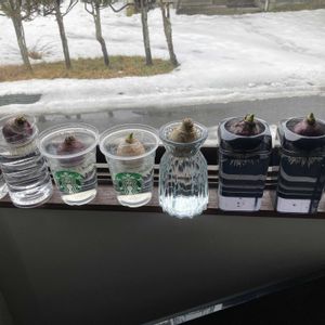 ヒヤシンス,ヒヤシンス,水耕栽培,球根植物,冬の楽しみの画像