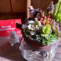タニク,寄せ植え,多肉植物,クリスマス,多肉寄せ植えの画像
