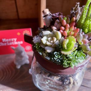 タニク,寄せ植え,多肉植物,クリスマス,多肉寄せ植えの画像