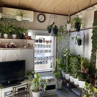 観葉植物の画像