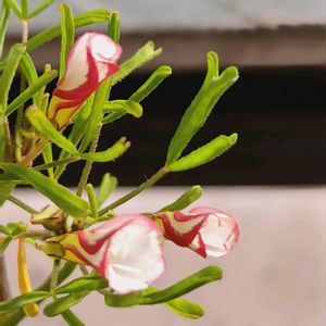 オキザリスパーシーカラー,花のある暮らし,植中毒,花自慢,花中毒の画像