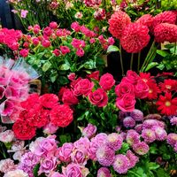 赤い花,お花,白い花,美しい,綺麗の画像