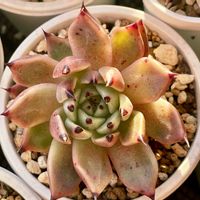 ブラックキャッツ,多肉植物,エケベリア属,多肉大好き,多肉中毒の画像