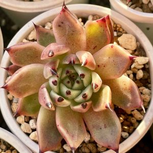 ブラックキャッツ,多肉植物,エケベリア属,多肉大好き,多肉中毒の画像