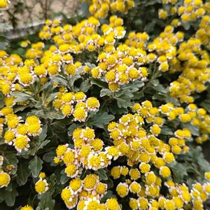 花のある暮らし,植中毒,花自慢,花中毒,今日のお花の画像