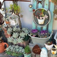 朧月,多肉植物,セダム属,多肉寄せ植え,いつもありがとう♡の画像