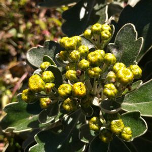 イソギク,イソギク,磯菊,イソギク（磯菊）,地植えの画像