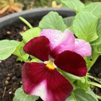 イソギク,バラ,よく咲くスミレ,クロガネモチ,サネカズラの画像