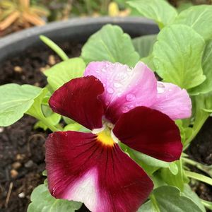 イソギク,バラ,よく咲くスミレ,クロガネモチ,サネカズラの画像