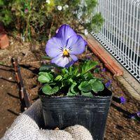 ﾊﾟﾝｼﾞｰ・スミレ,花びら,ビオラ・パンジー,種まきから育てる,蕾 つぼみの画像