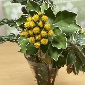 イソギク,スワッグ,今日のお花の画像