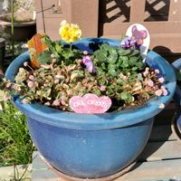 ミニバラ・グリーンアイス,寄せ植え,可愛い〜♡,花のある暮らし,我が家のお花達❣️の画像