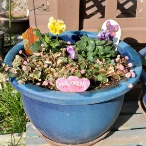 ミニバラ・グリーンアイス,寄せ植え,可愛い〜♡,花のある暮らし,我が家のお花達❣️の画像