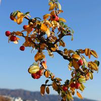 コケモモカマツカ,コケモモカマツカ,盆栽,棚,ベランダの画像