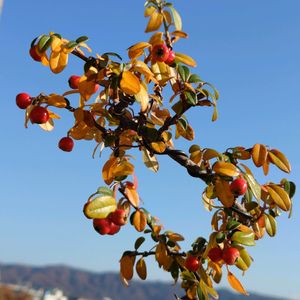 コケモモカマツカ,コケモモカマツカ,盆栽,棚,ベランダの画像