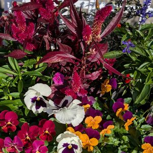 ケイトウ,サルビア,パンジー,ビオラ,サルビア サリーファンの画像